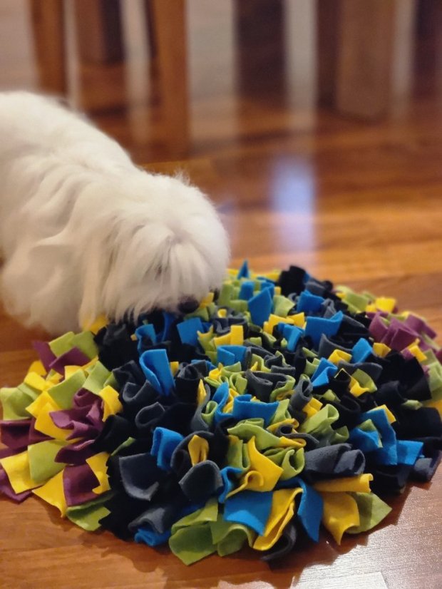 Čmuchací kobereček