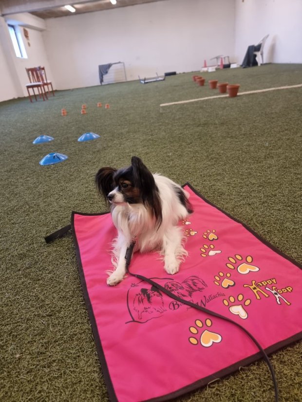 Pohodečka s originálním tiskem na Vaše přání vel. M - Každý další kus stejného tisku je za 650,- Kč/ks.: 2